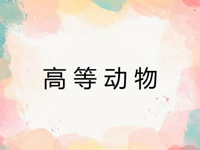高等动物